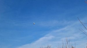 Моздокские голуби в небе и не только