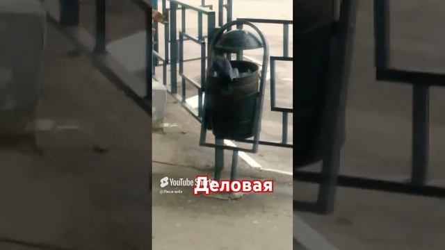 Мусорку дербанит)