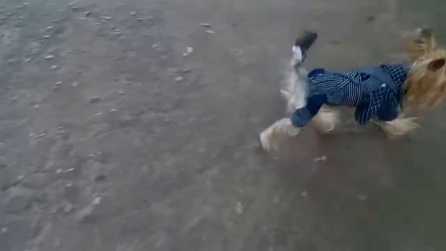 Непослушный Йода смотреть онлайн