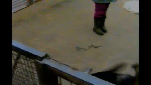 Посещение питомника Kirshental. 1996 год