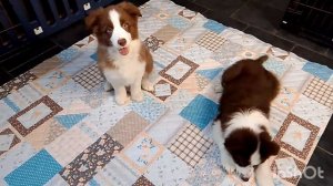 Щенки Бордер колли, шоколадные девочки