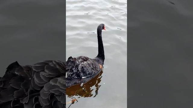 В отличие от других лебедей черный лебедь не является перелетной птицей.