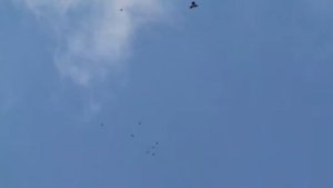 Пакистанские голуби