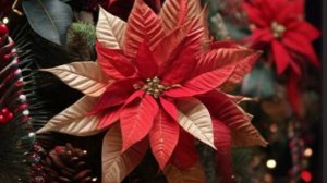 Поздравление с Католическим Рождеством - Музыкальная открытка 25 декабря