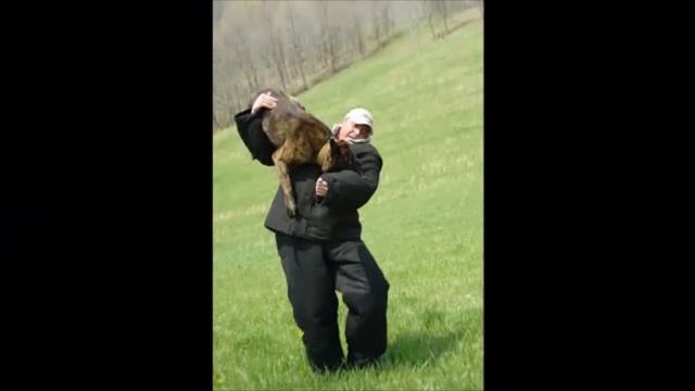 RS4 Body Dog Bite Suit by Ray Allen Manufacturing смотреть онлайн