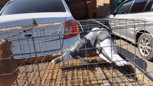 07.04.19. Птичий рынок г Прохладный ч2 Bird Market g Cool v2