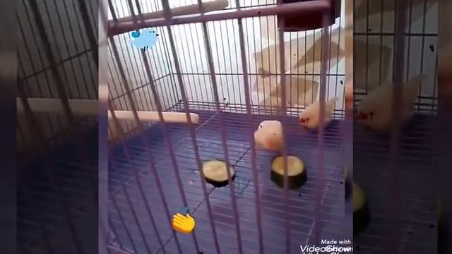 ЛАКОМЫЙ ОГУРЧИК - АМАДИНАМ 🐦🐦🐦