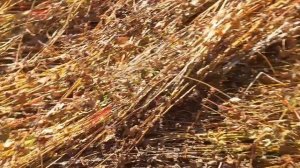 Уборка гречки японским комбайном