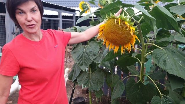 Петухи Гриз бар. Гуси Линда. Утки Агидель. Рассказываем про наш птичник и разную птицу. смотреть онлайн