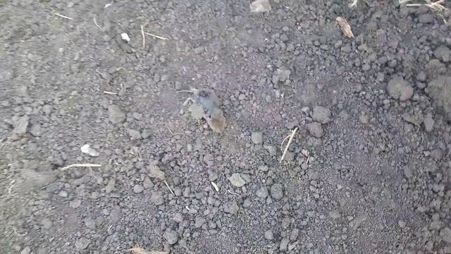 Той-терьер – это не только прекрасный компаньон, но и талантливый охотник на крыс.#домашниеживотные