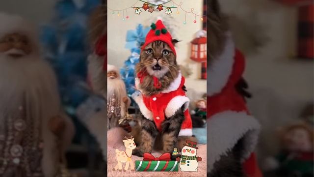Моё новогоднее настроение🎄😻 #кот #новогоднийвайб #животные