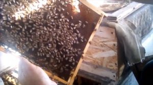 Расплода практически нет, пчелосемья готова к зимовке.