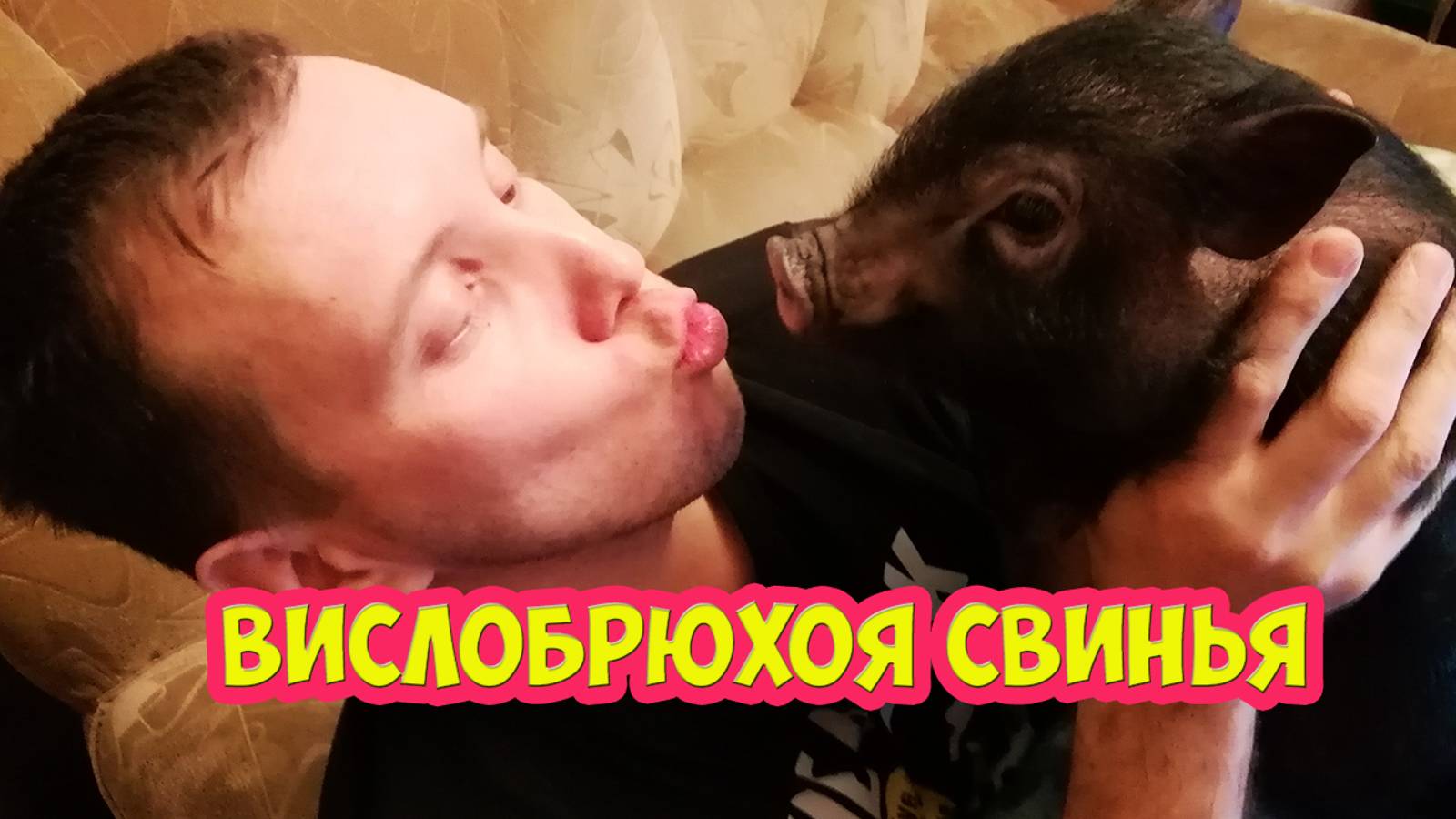 Минипиг от вьетнамской вислобрюхой свиньи