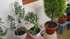 25.04.2024 Репортаж с цветущего балкона.  Камелия Далонега и Триумфанс.  Адиантум  и купресус Вилма