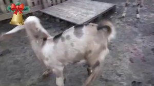 Козлики нубо камори
