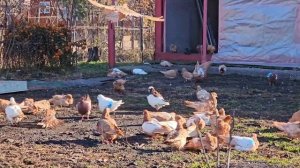 Что сейчас у голубей