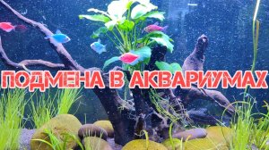 Подмена воды во всех аквариумах.
