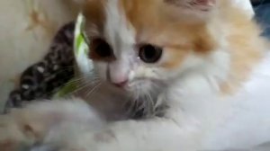 Теплые коты. Гаяна Гевондян