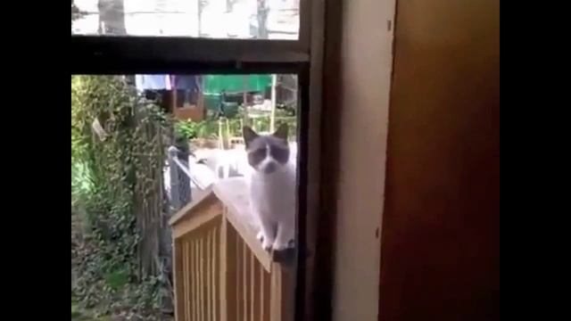 Talking cat asks the house // Говорящий кот просится в дом смотреть онлайн