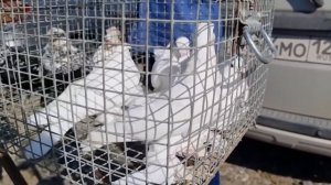 Голуби цены Птичий рынок г Пятигорск-ч3