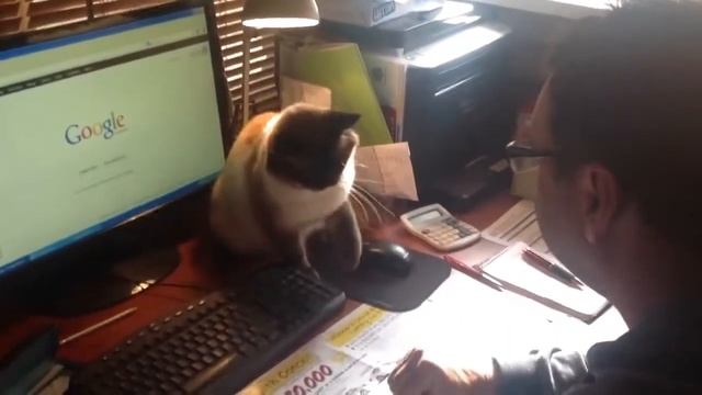 Бешеная кошка дерется за компьютерную мышку