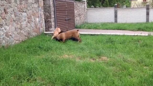 Самые крупные собаки в мире!!! смотреть онлайн