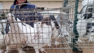 Голуби цены Птичий рынок г Прохладный