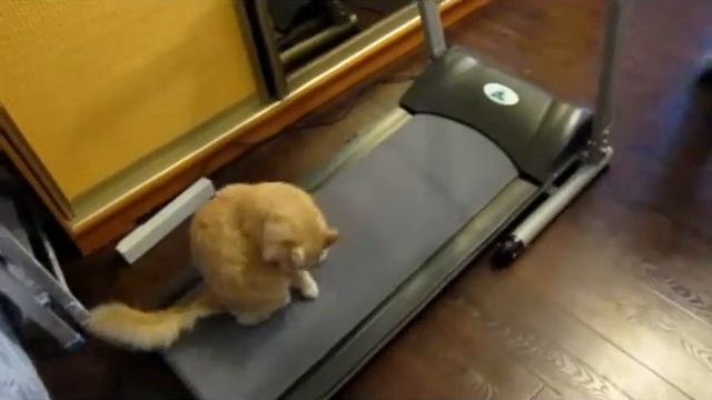 бег кота 4