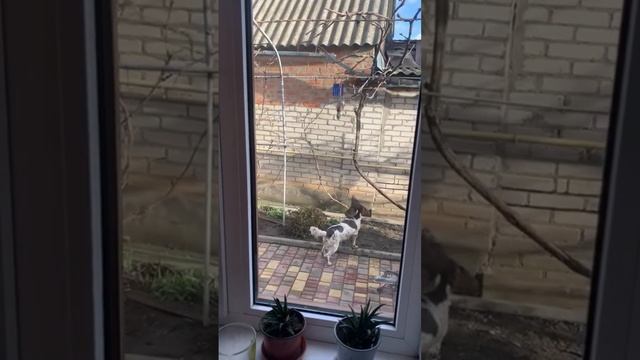 Собака попрыгун смотреть онлайн