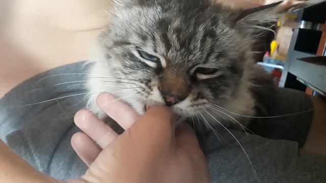 Мой кот любит сосать палец..хихи.. смотреть онлайн