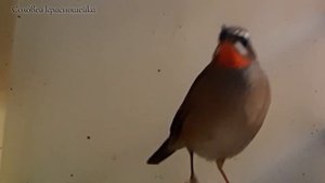 Соловей красношейка