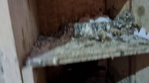 Голуби они же и родители