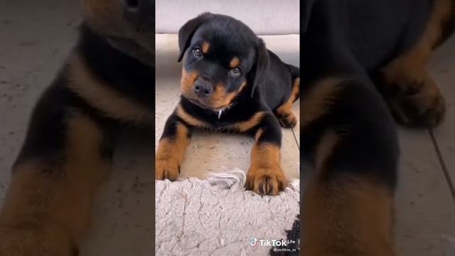 собаки большие и маленькие смотреть онлайн