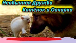 Гигант и малыш дружба, которая растопит ваше сердце.