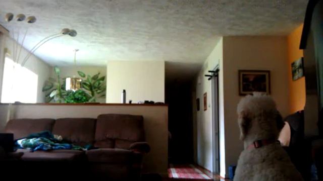 Поющая собака смотреть онлайн