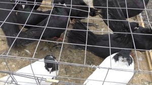 10.01.21. Птичий рынок г. Пятигорск-ч2.10.01.21. Bird market in Pyatigorsk-ch2.