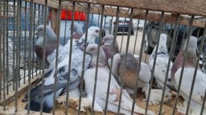 Голуби и цены Птичий рынок г Прохладный