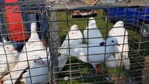 28.07.19. Птичий рынок г.Кропоткин ч 4. Bird market Kropotkin h 4.