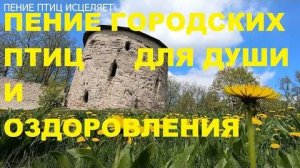 ВЕСЕНЕЕ ПЕНИЕ ГОРОДСКИХ ПТИЦ.СИНИЧКИ, ВОРОБЬИ - НАШИ ЛУЧШИЕ ГОРОДСКИЕ ДРУЗЬЯ, КОТОРЫЕ ВСЕГДА РАДУЮТ.