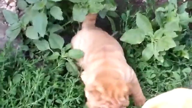 Щенок шар-пея смотреть онлайн