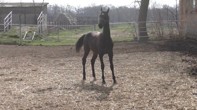 Гаудан т.-сер.жер. 2023 г.р.(Мурадбек-Герекли), ахалтекинская чистокровная порода. смотреть онлайн
