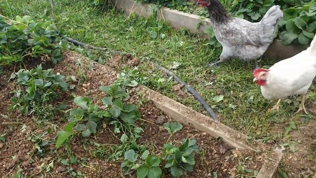 Сентябрьский денёк и уборка подсолнухов. смотреть онлайн