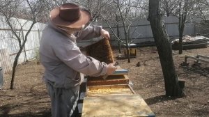 Карниола после зимовки.