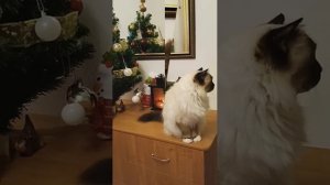 старый новый год