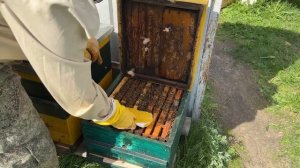 ПРАВИЛЬНОЕ РАСШИРЕНИЕ ПЧЕЛИНЫХ СЕМЕЙ И ОТВОДКОВ