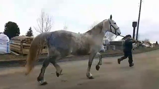 продам кобылу Орловка с документами +79676355111 смотреть онлайн