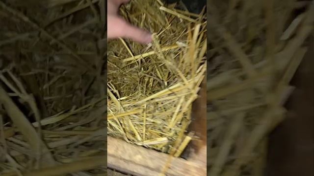 Главное прошишить солому  #куры #birds #chicken #птицы #деревня