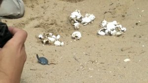 Рождение Черепашек🙂