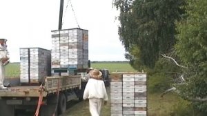 Перевозка пчел в Альпийской системе с помощью манипулятора