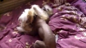 Игры в постели: голый и одетая.